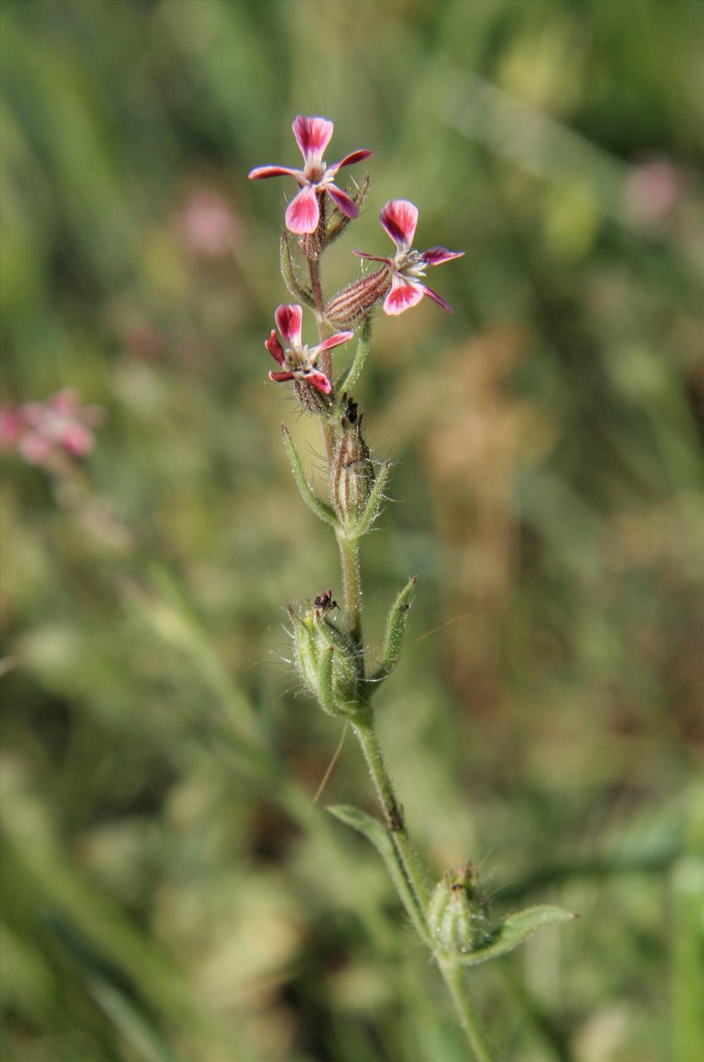 Silene gallica (door Willem Braam)