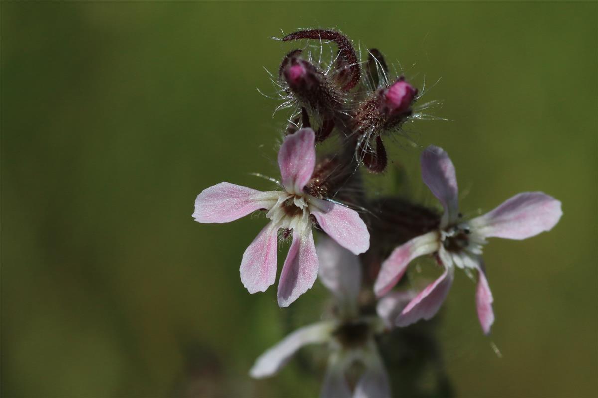 Silene gallica (door Willem Braam)