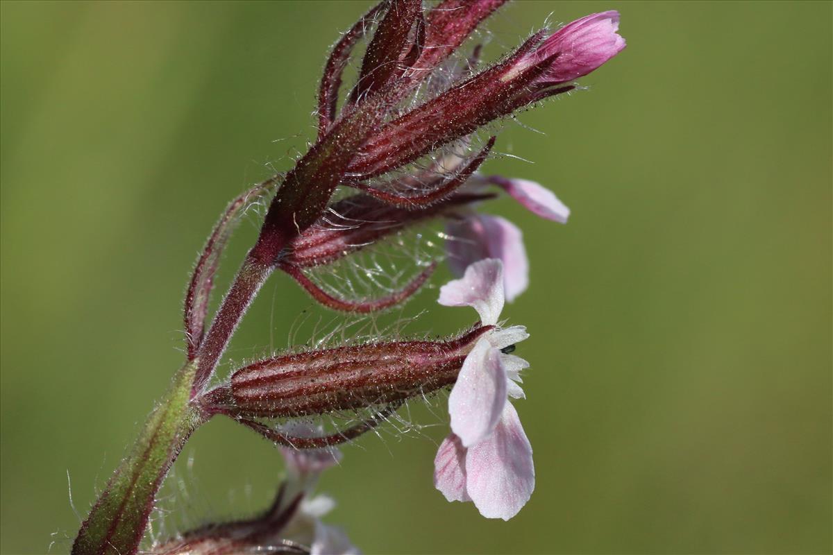 Silene gallica (door Willem Braam)