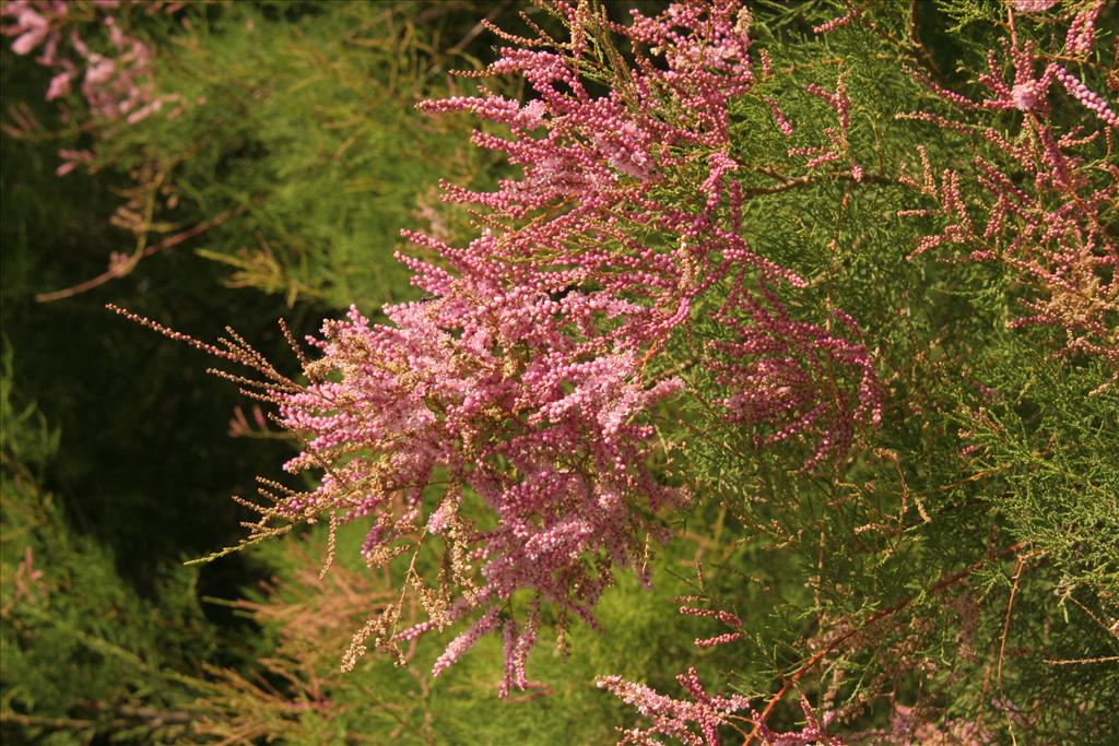 Tamarix gallica (door Willem Braam)