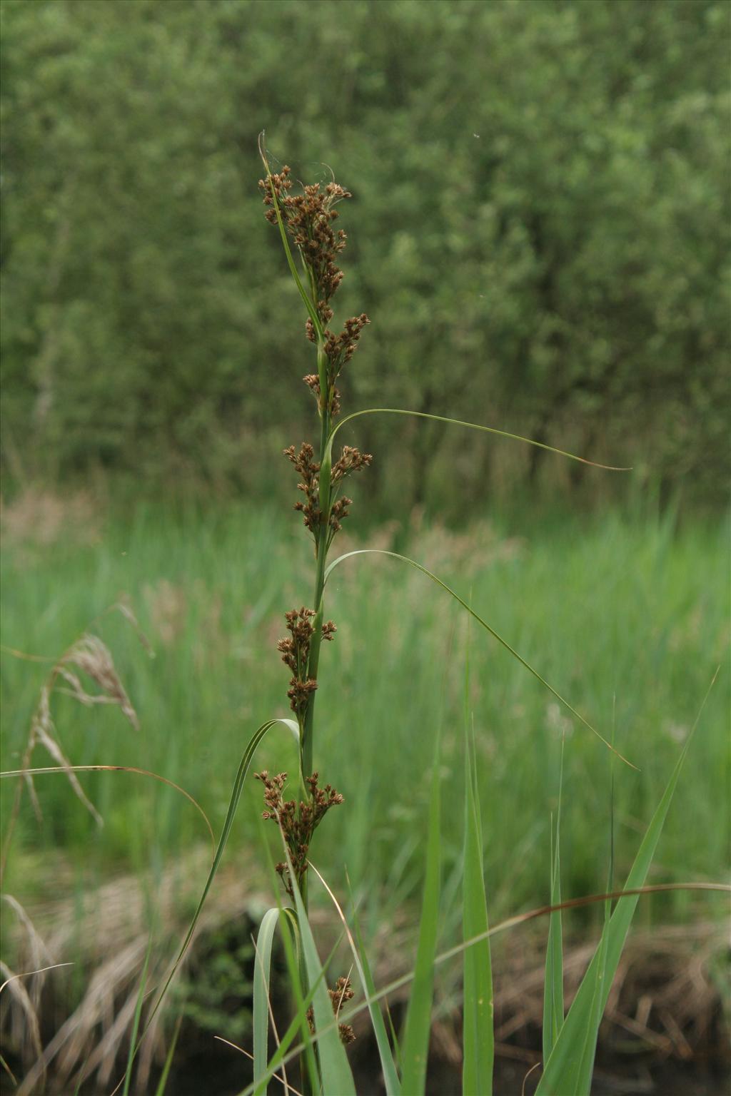 Cladium mariscus (door Willem Braam)