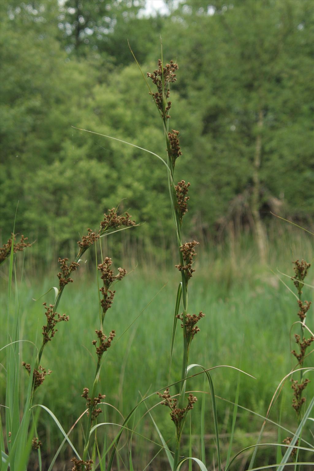 Cladium mariscus (door Willem Braam)