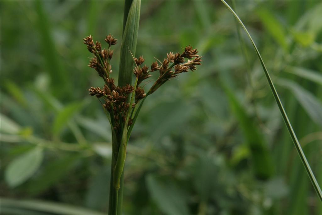 Cladium mariscus (door Willem Braam)