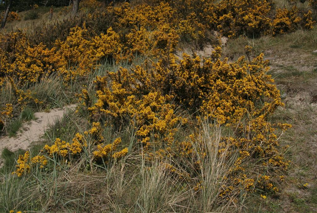 Ulex europaeus (door Willem Braam)