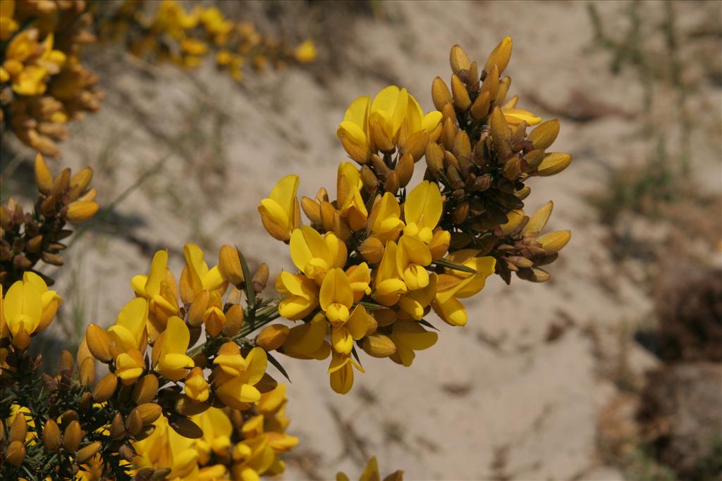 Ulex europaeus (door Willem Braam)