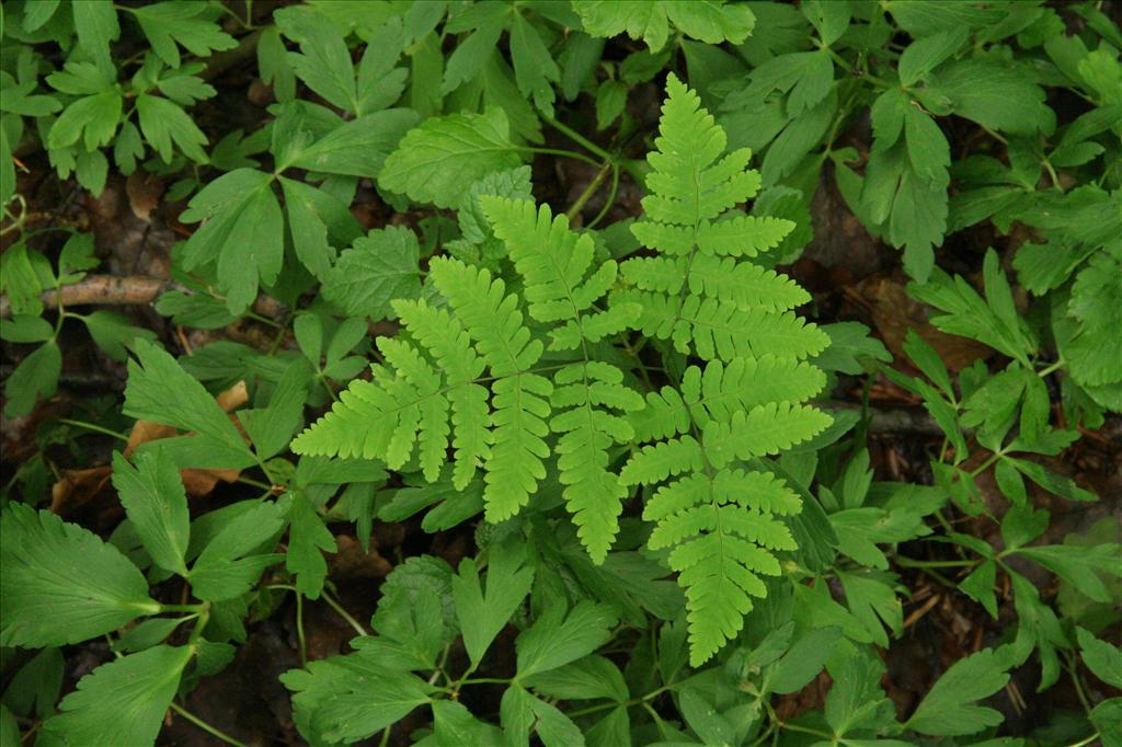 Gymnocarpium dryopteris (door Willem Braam)