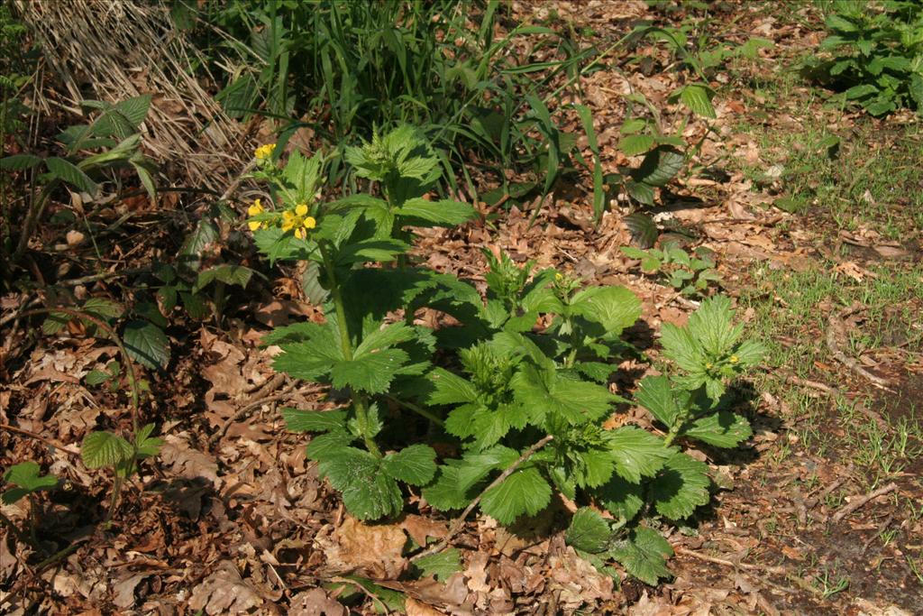 Geum urbanum (door Willem Braam)