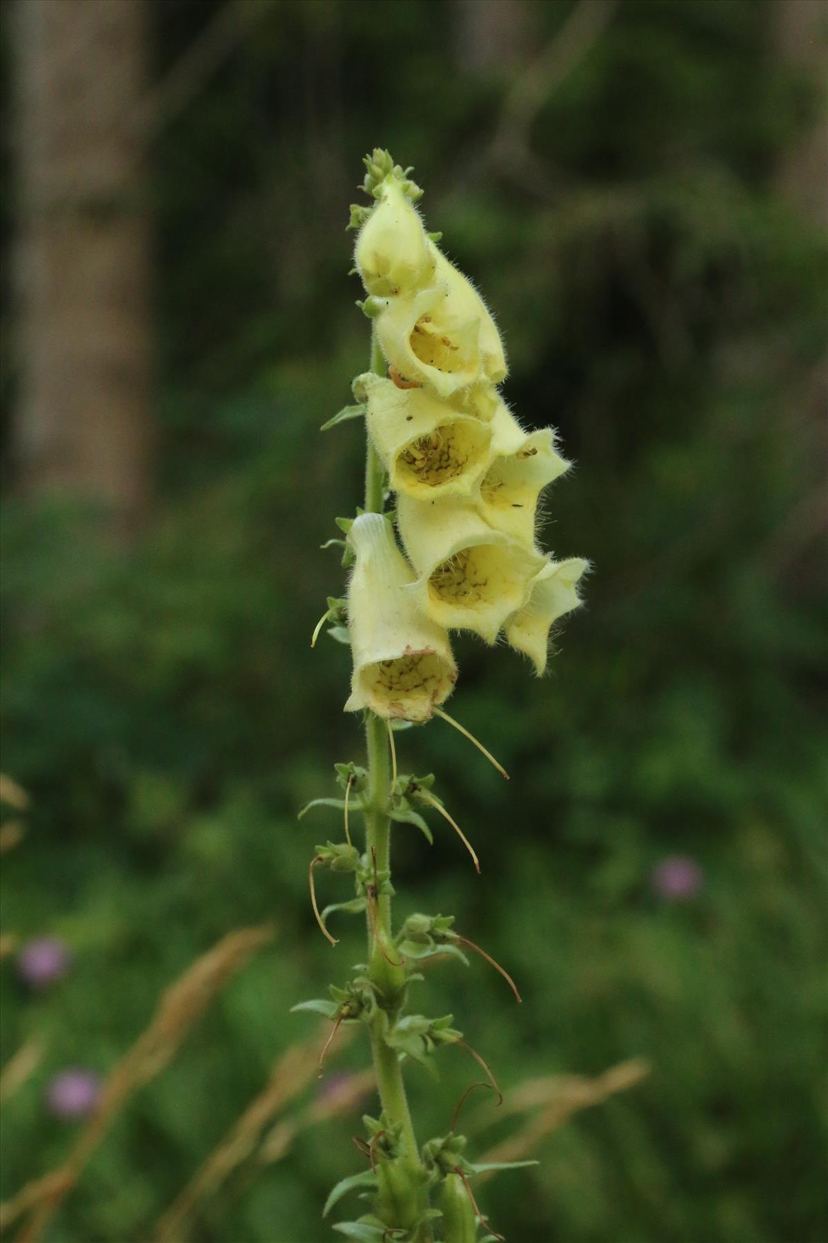 Digitalis grandiflora (door Willem Braam)