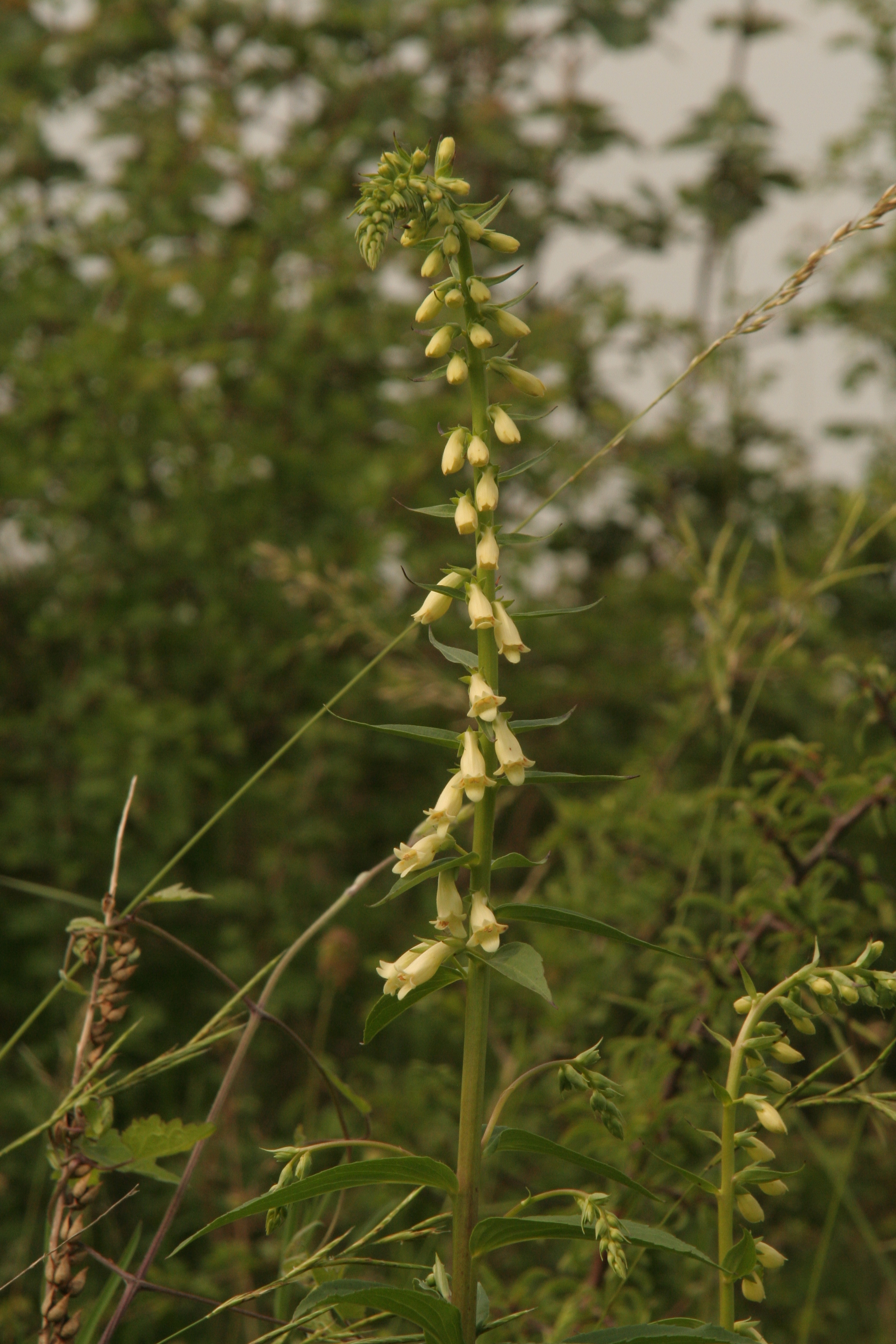 Digitalis lutea (door Willem Braam)