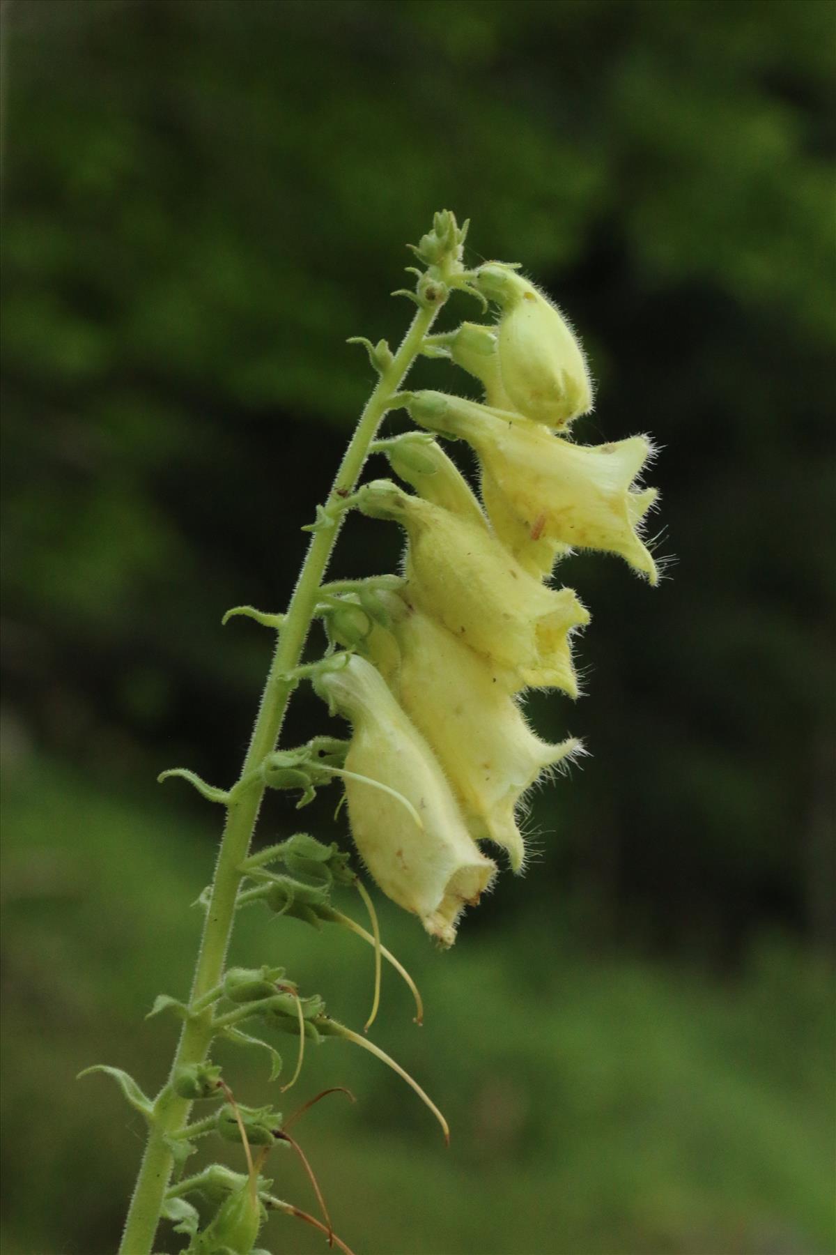 Digitalis grandiflora (door Willem Braam)