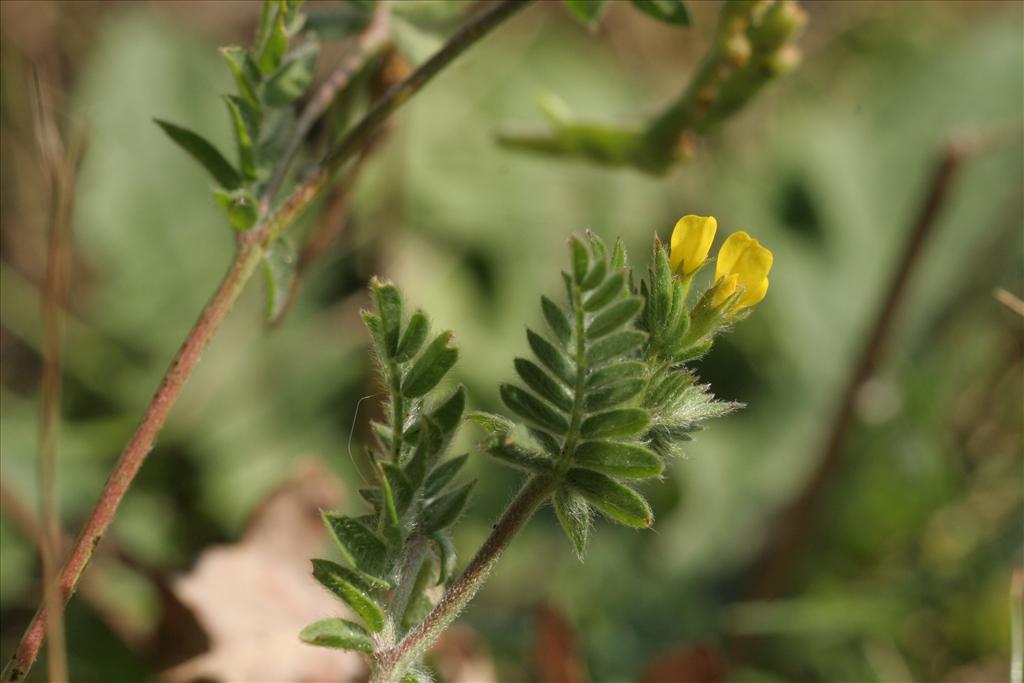 Ornithopus compressus (door Willem Braam)