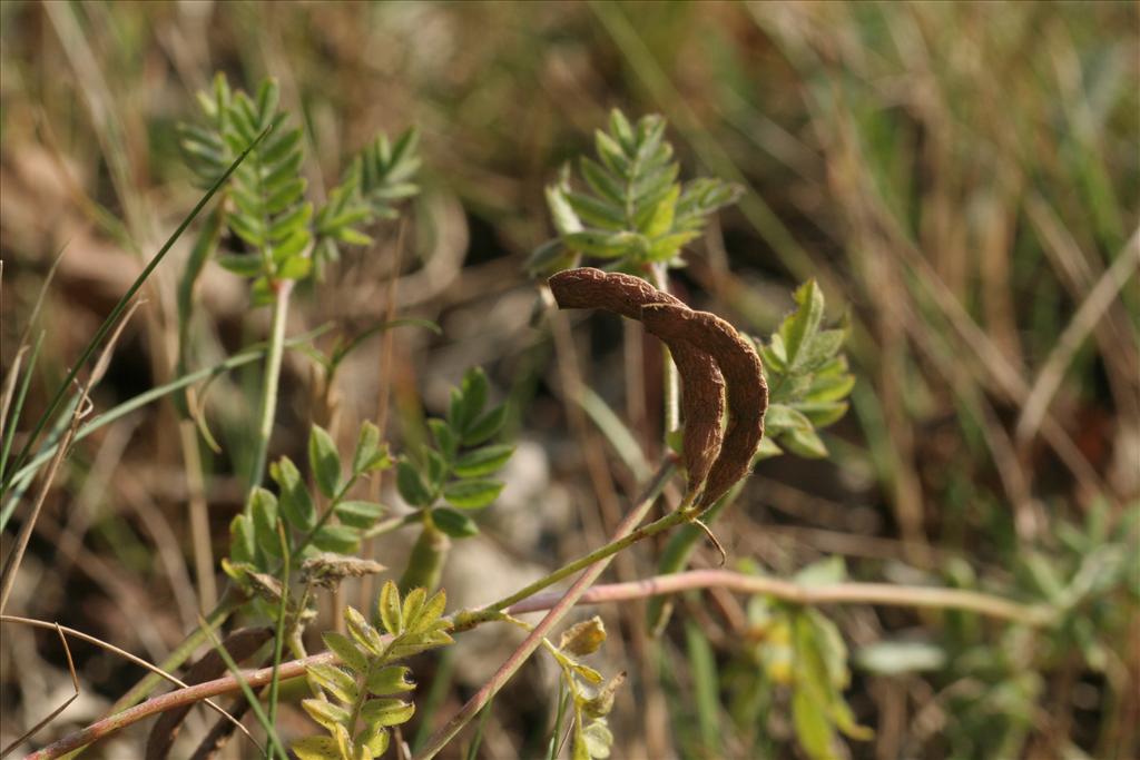 Ornithopus compressus (door Willem Braam)