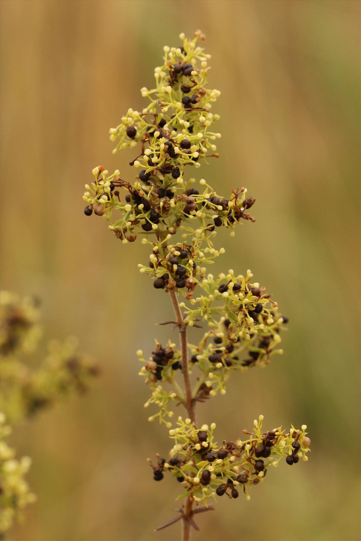 Galium verum (door Willem Braam)