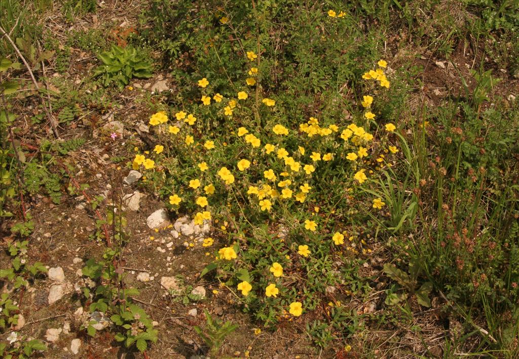 Helianthemum nummularium (door Willem Braam)