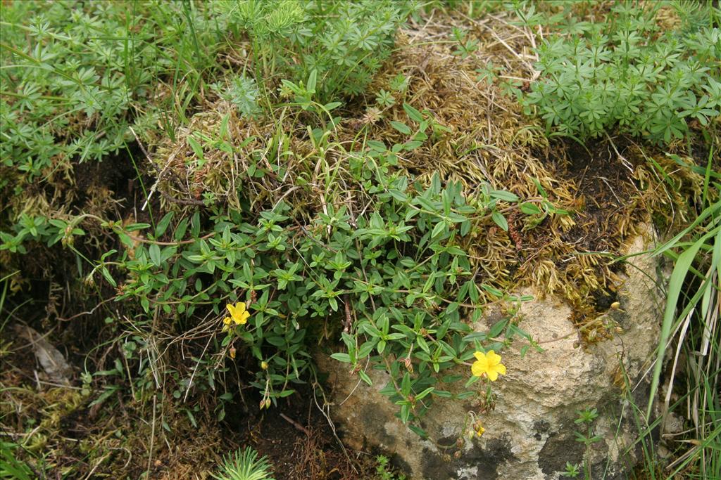 Helianthemum nummularium (door Willem Braam)