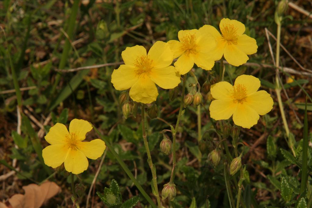 Helianthemum nummularium (door Willem Braam)