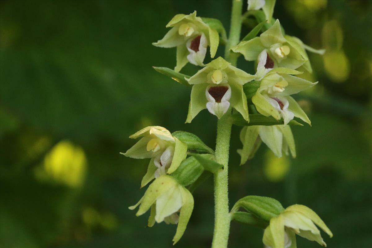 Epipactis muelleri (door Willem Braam)