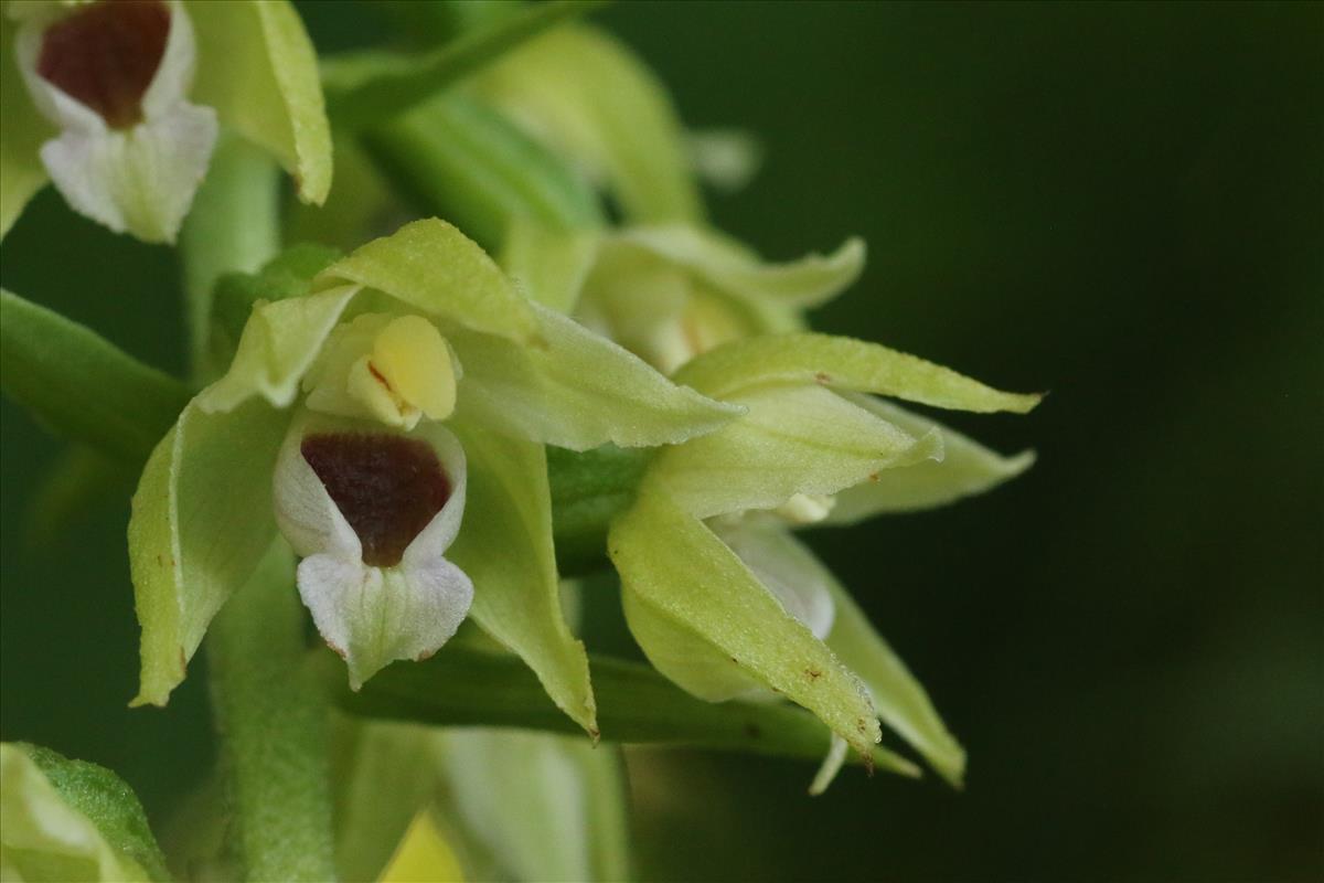 Epipactis muelleri (door Willem Braam)