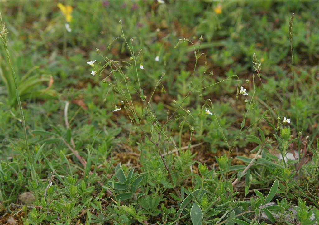 Linum catharticum (door Willem Braam)