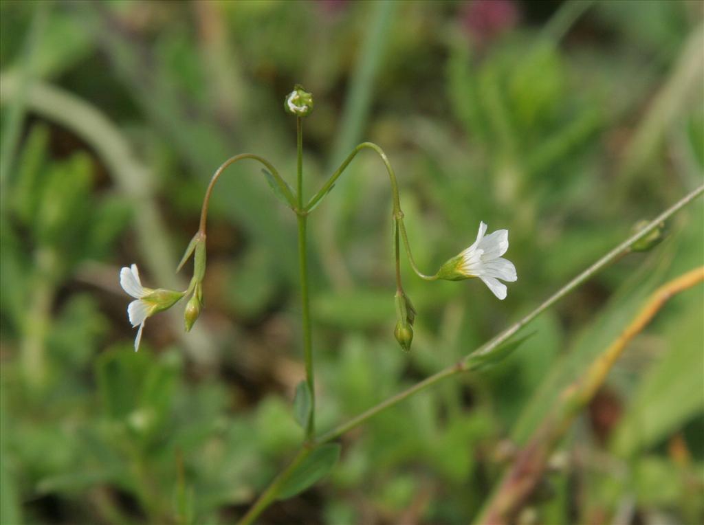 Linum catharticum (door Willem Braam)