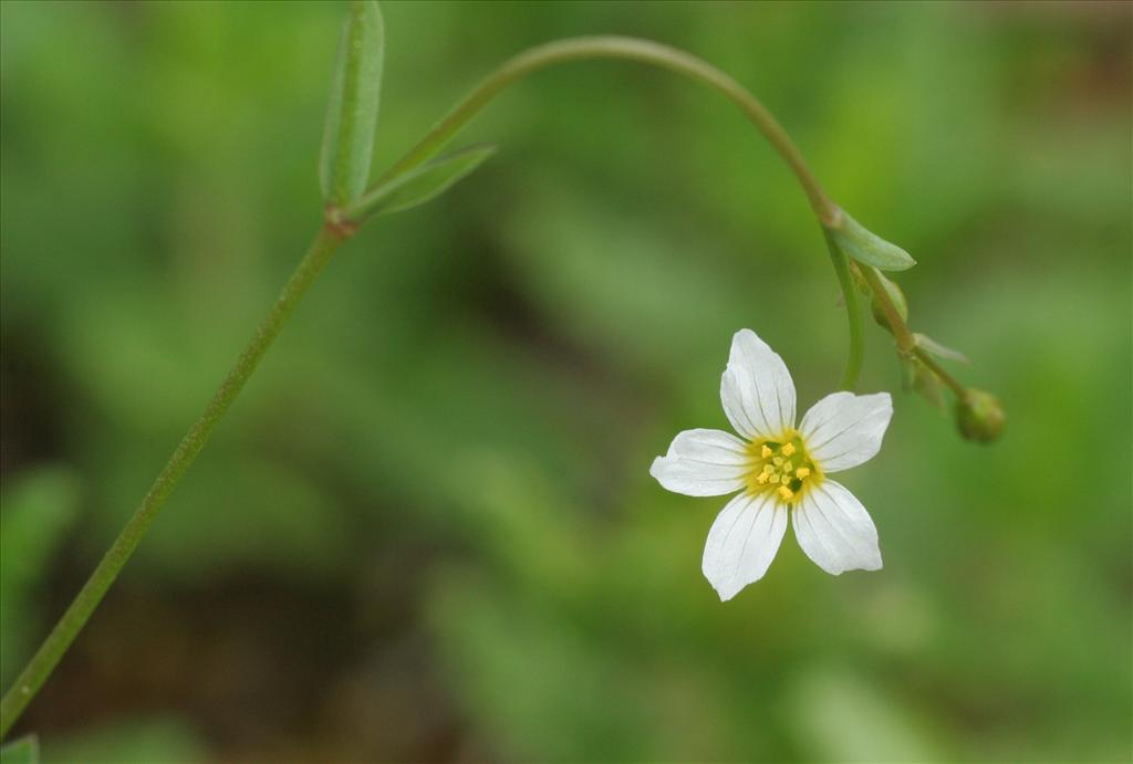 Linum catharticum (door Willem Braam)