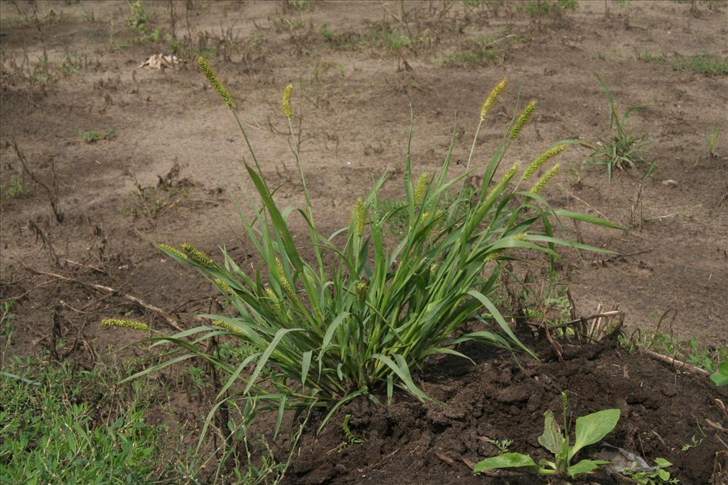 Setaria pumila (door Willem Braam)