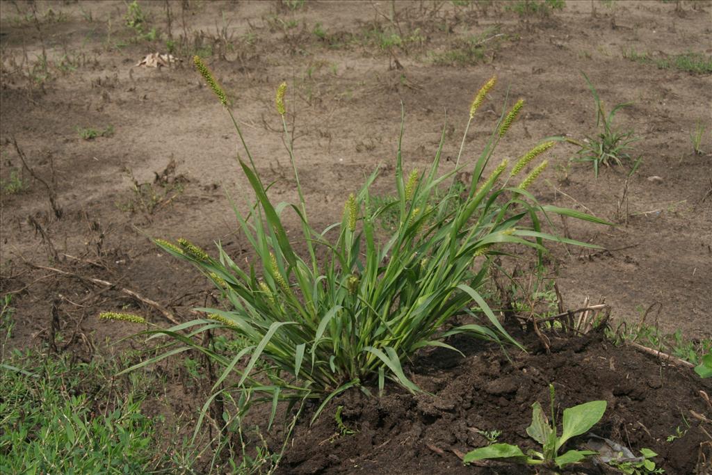 Setaria pumila (door Willem Braam)