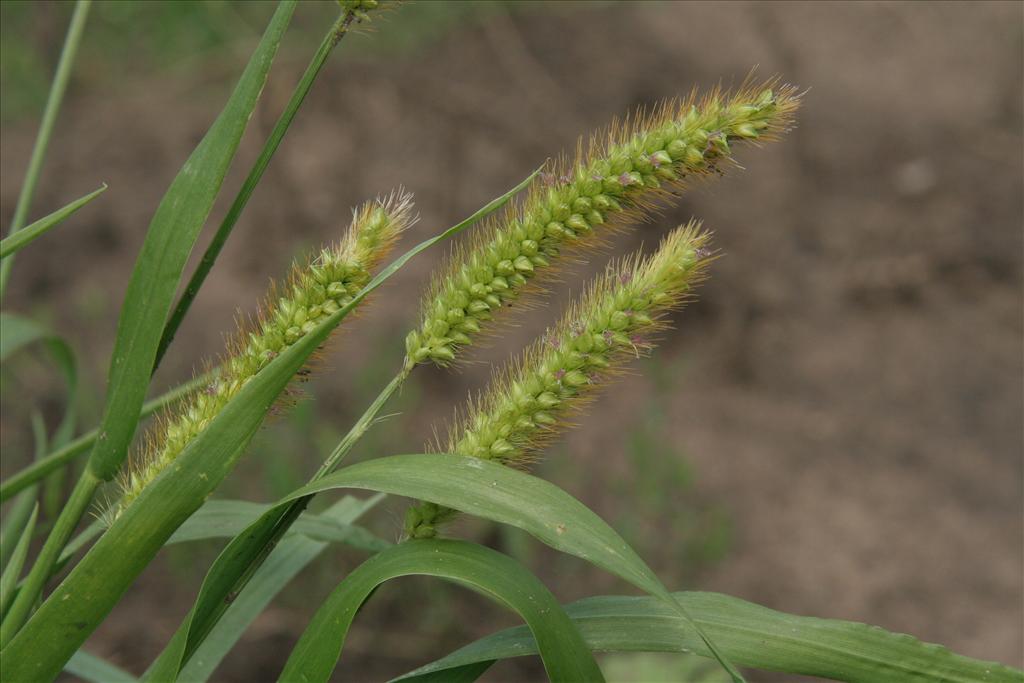 Setaria pumila (door Willem Braam)