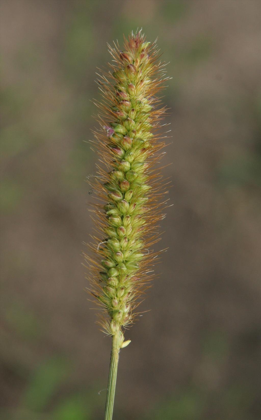 Setaria pumila (door Willem Braam)