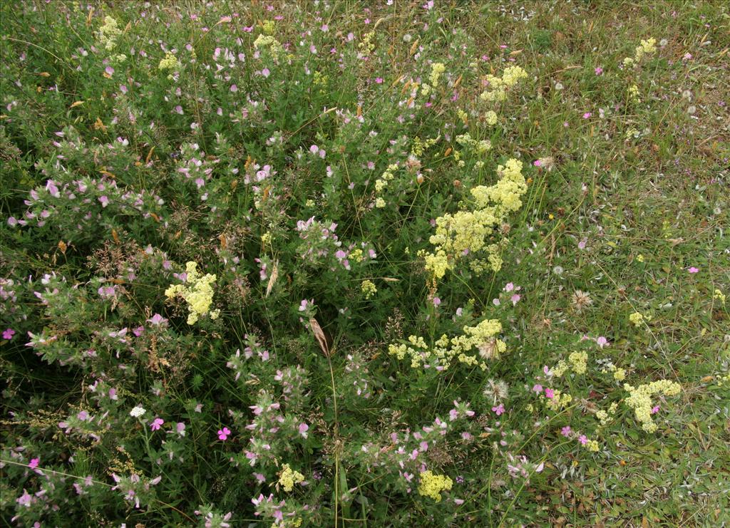 Galium x pomeranicum (door Willem Braam)