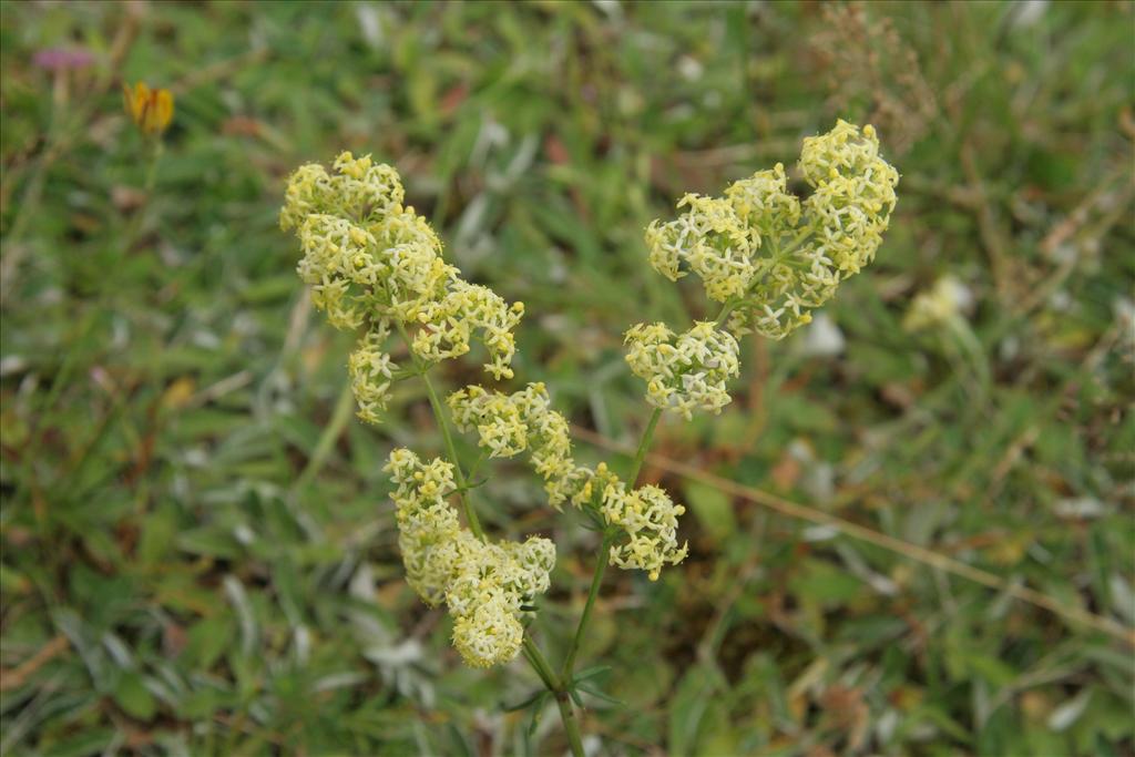 Galium x pomeranicum (door Willem Braam)