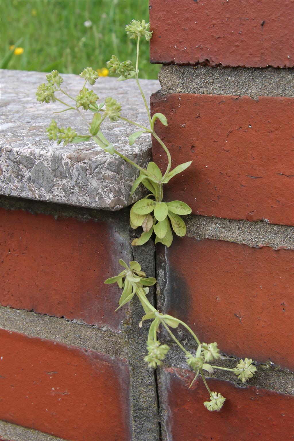 Valerianella carinata (door Willem Braam)