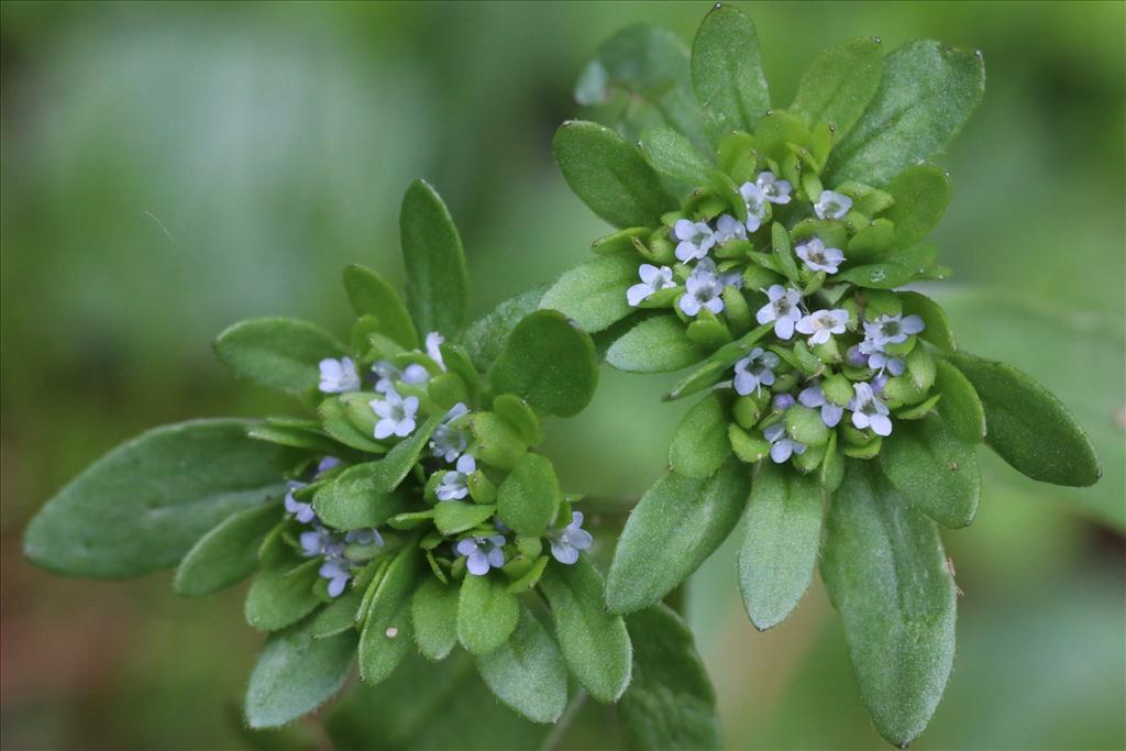 Valerianella carinata (door Willem Braam)