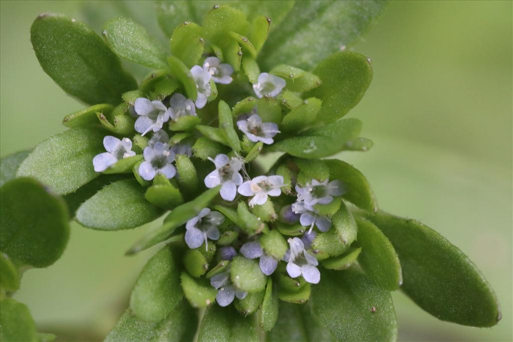 Valerianella carinata (door Willem Braam)