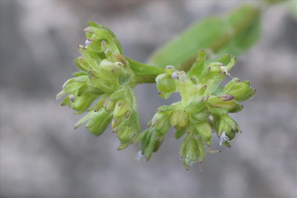 Valerianella carinata (door Willem Braam)