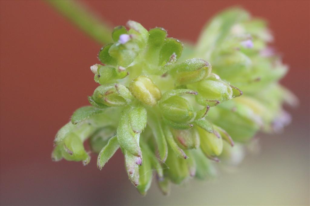 Valerianella carinata (door Willem Braam)