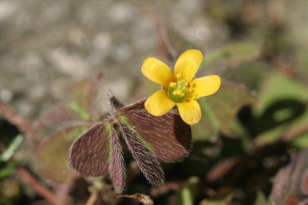 Oxalis corniculata (door Willem Braam)