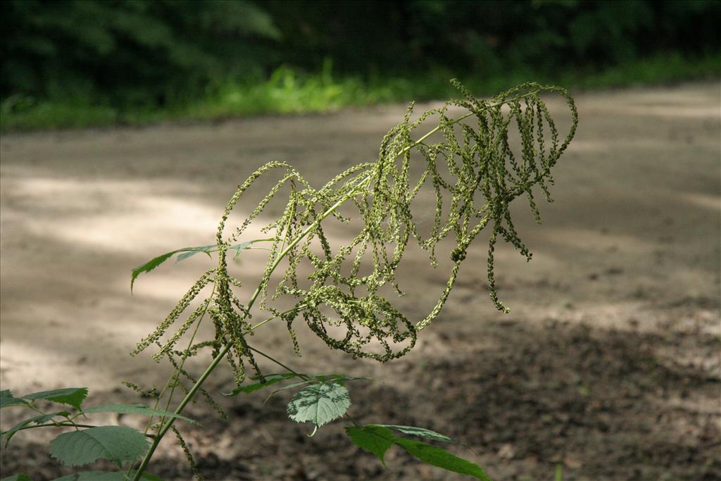 Aruncus dioicus (door Willem Braam)