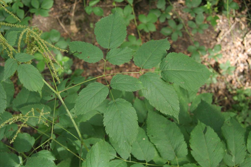 Aruncus dioicus (door Willem Braam)