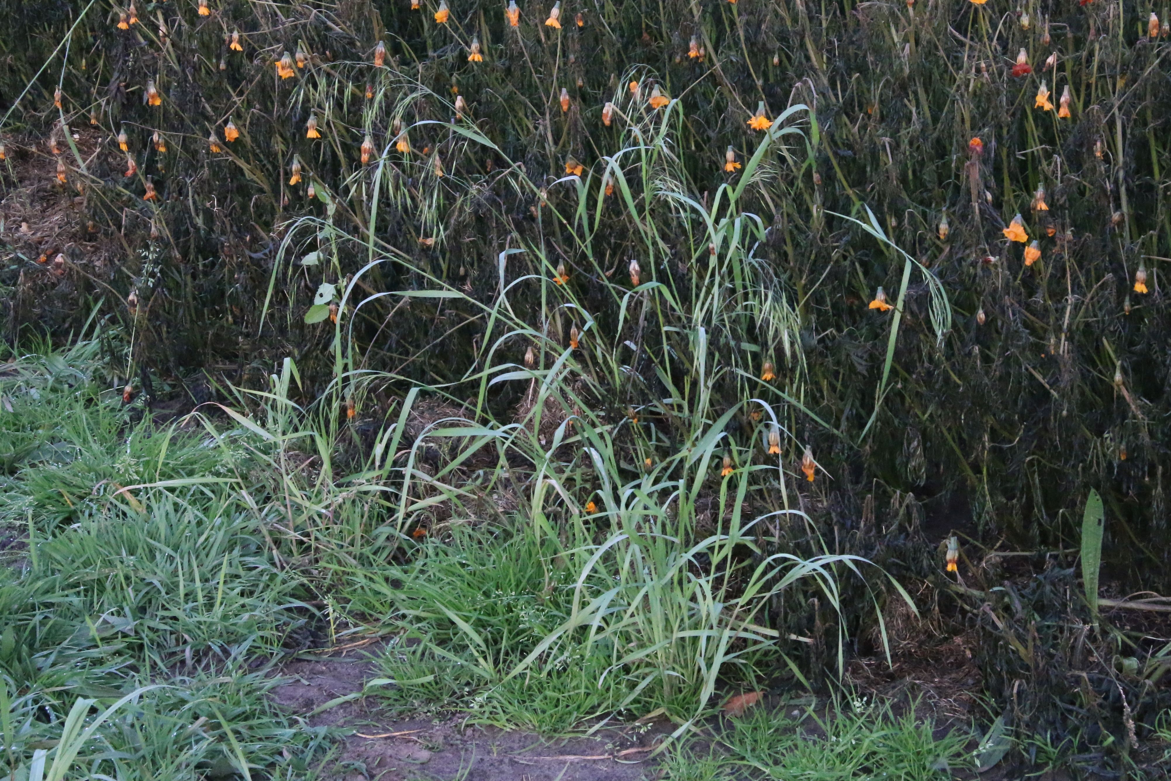 Ceratochloa sitchensis (door Willem Braam)