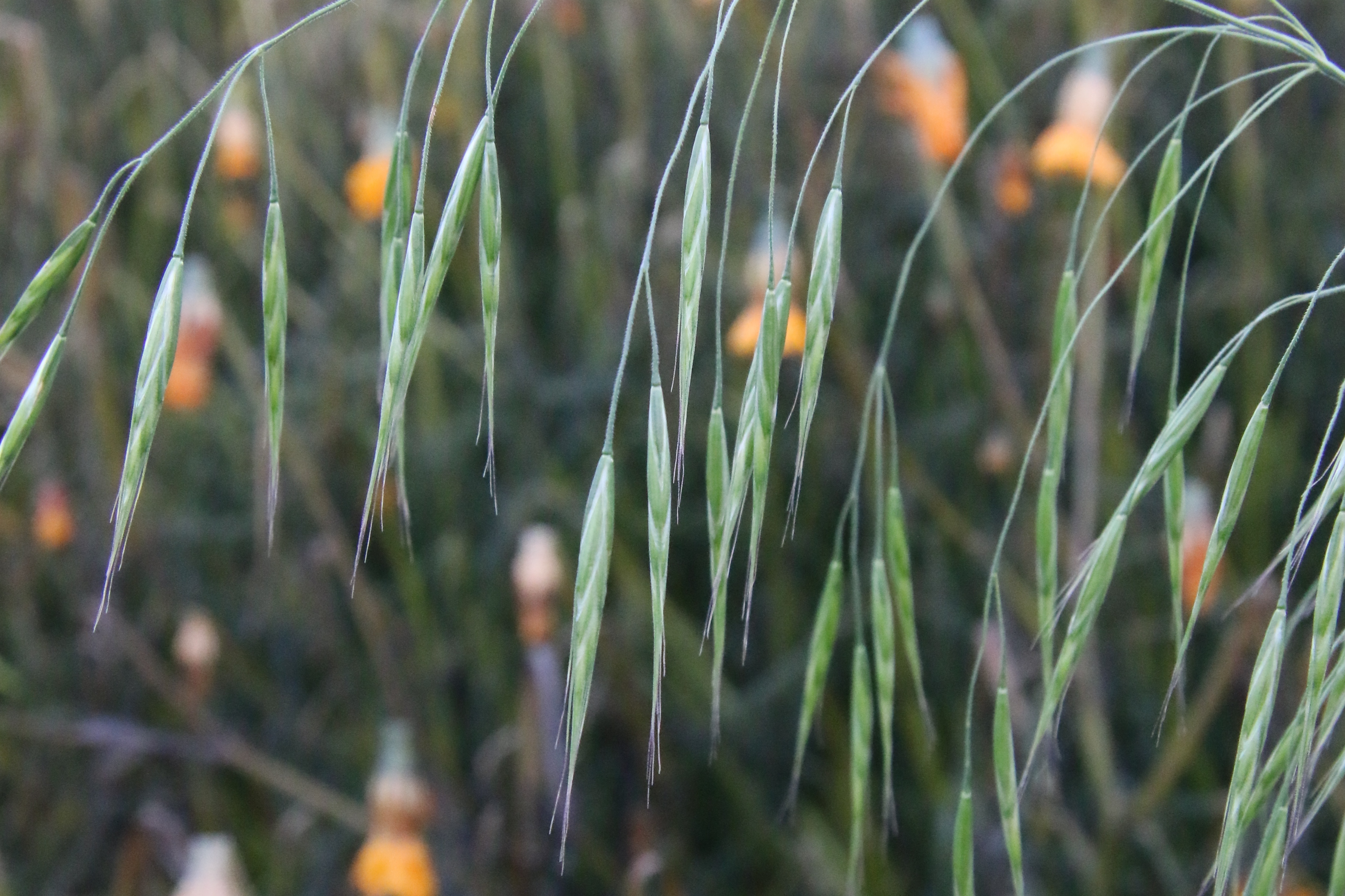 Ceratochloa sitchensis (door Willem Braam)