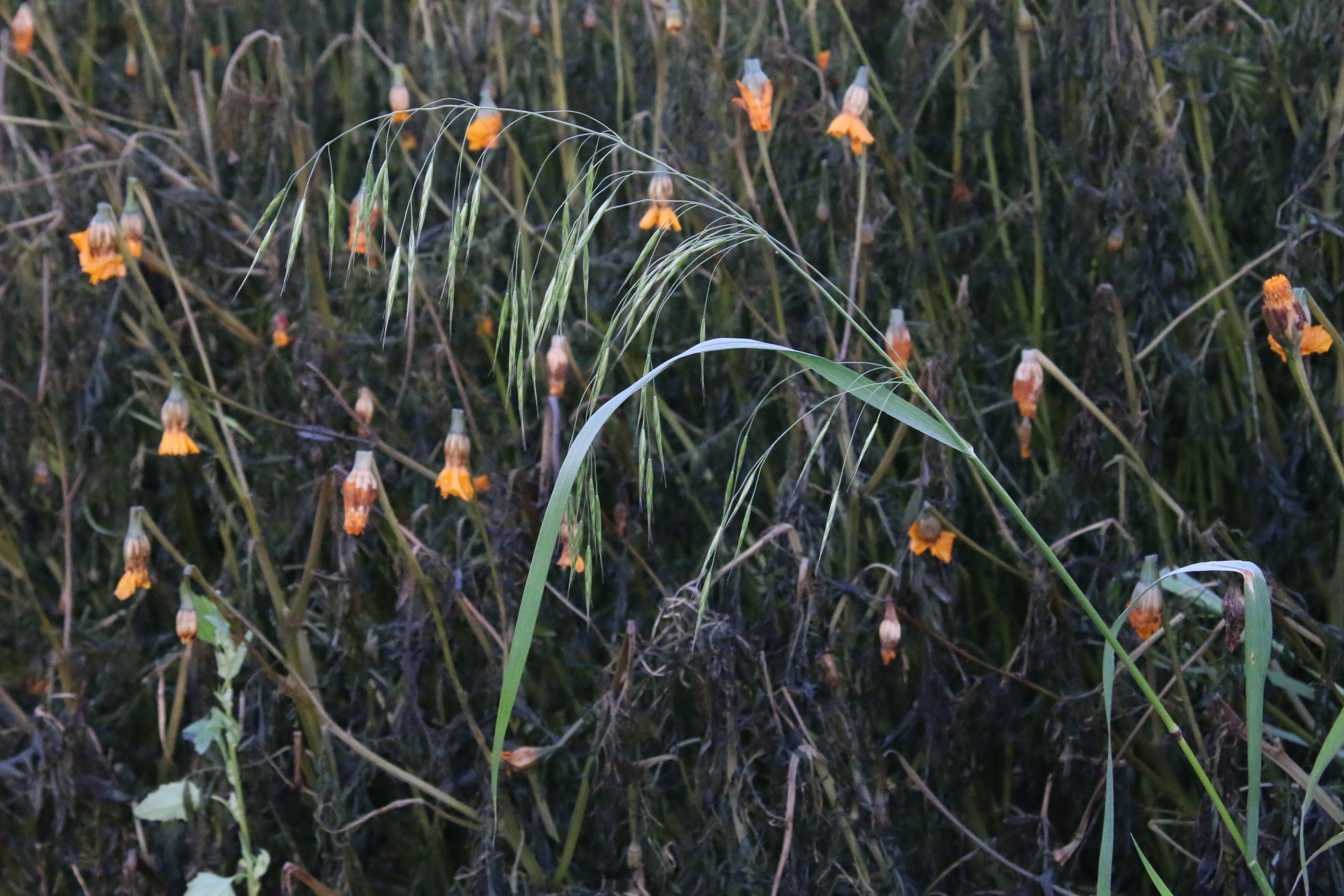 Ceratochloa sitchensis (door Willem Braam)