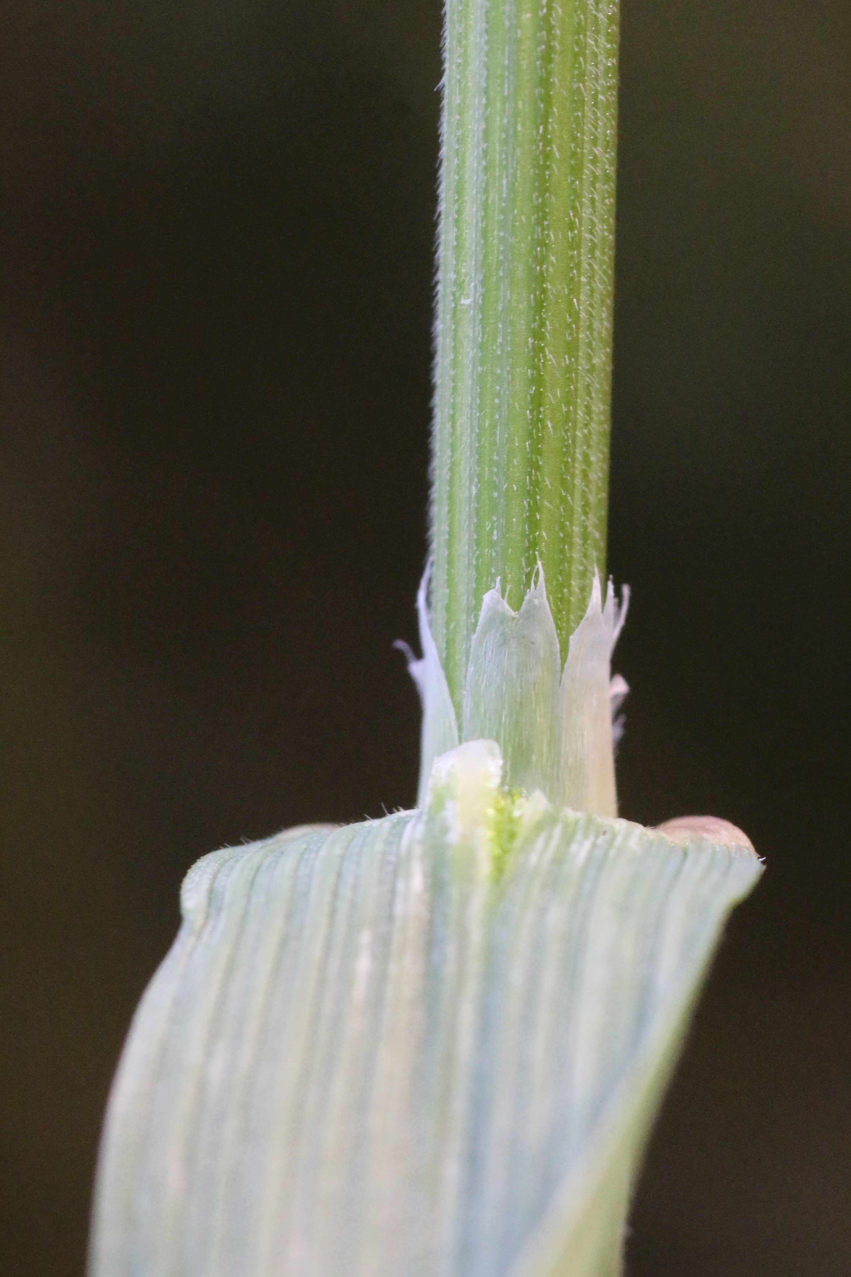 Ceratochloa sitchensis (door Willem Braam)