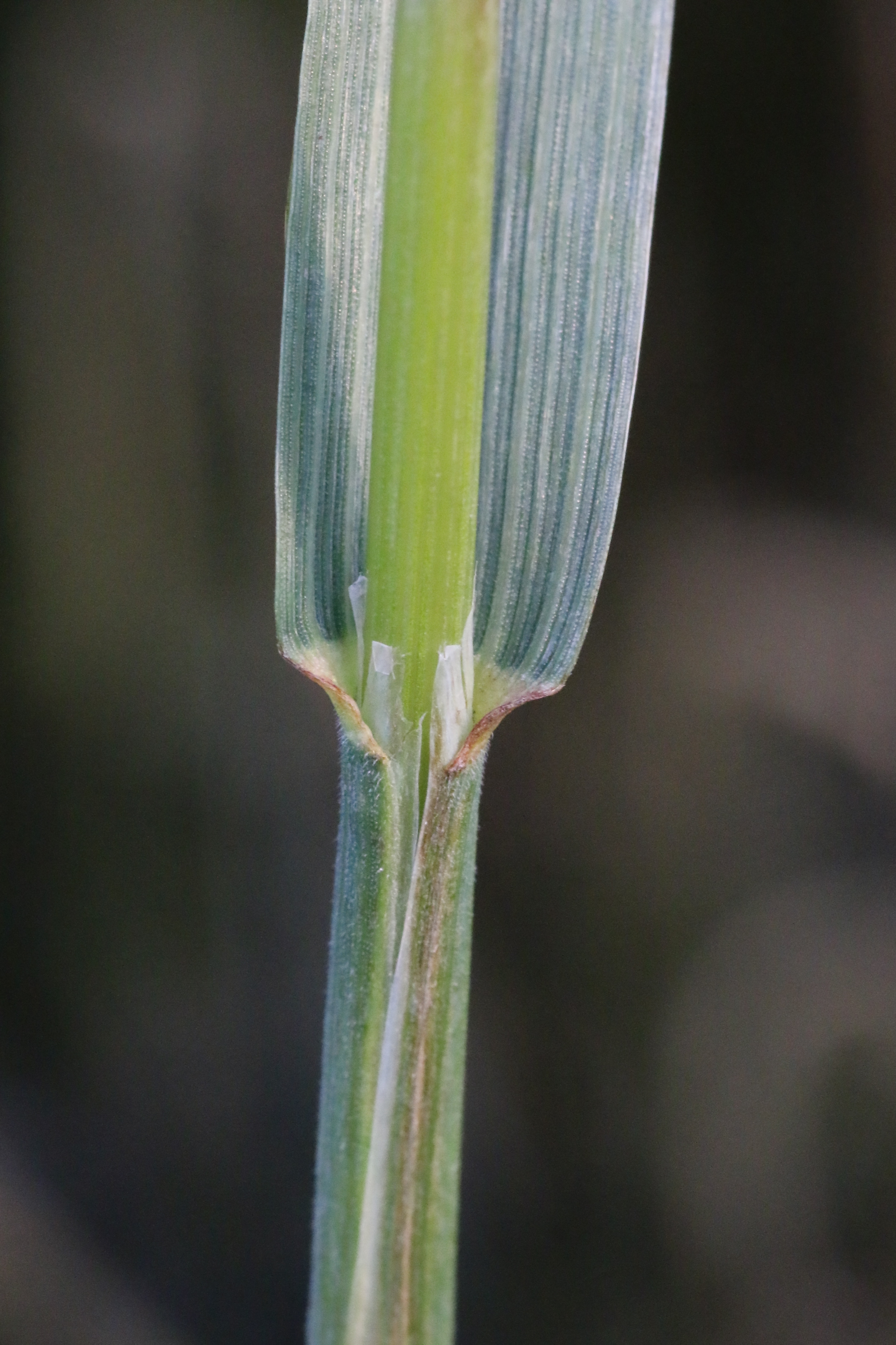 Ceratochloa sitchensis (door Willem Braam)