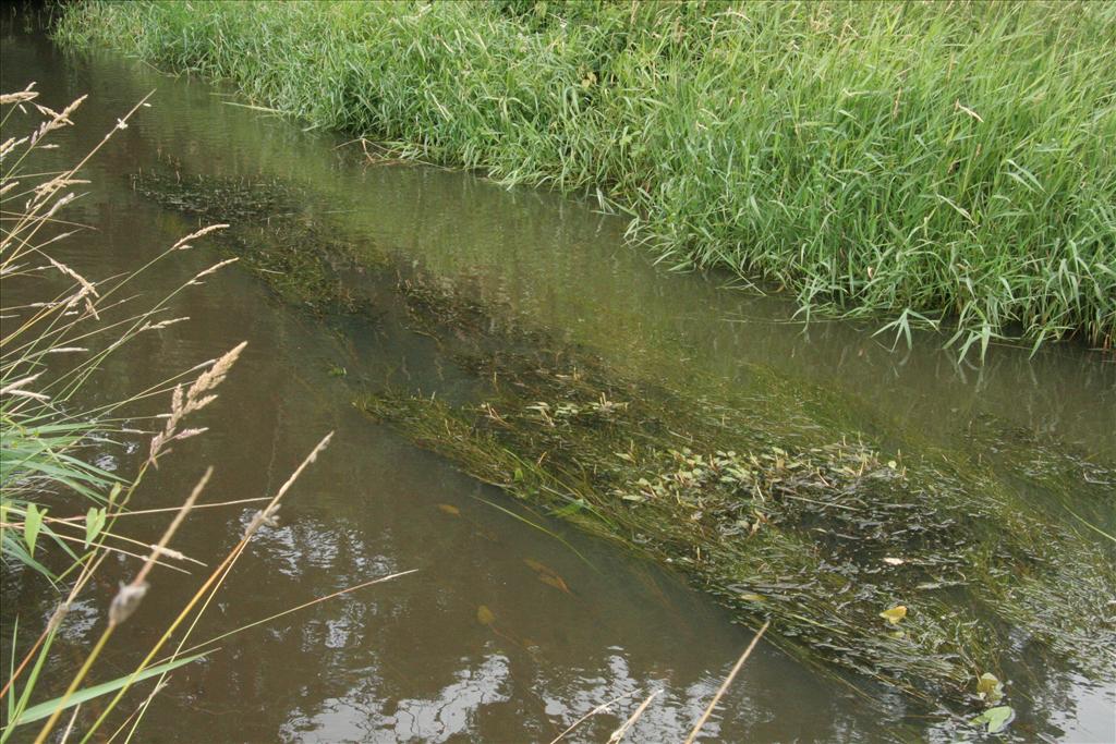 Potamogeton crispus (door Willem Braam)