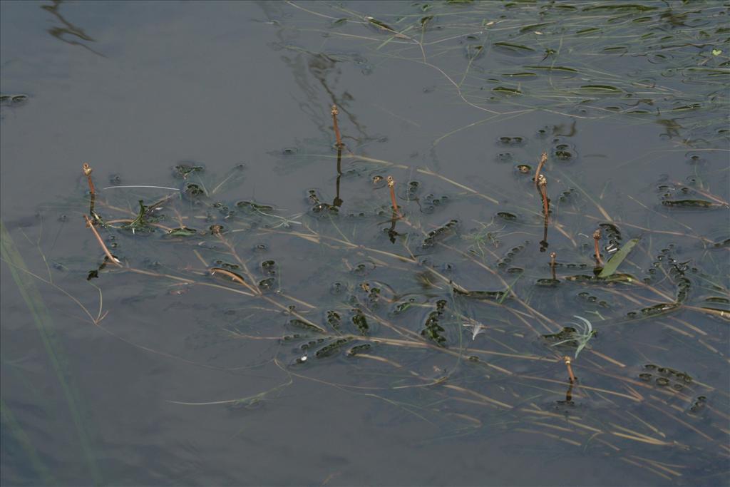 Potamogeton crispus (door Willem Braam)