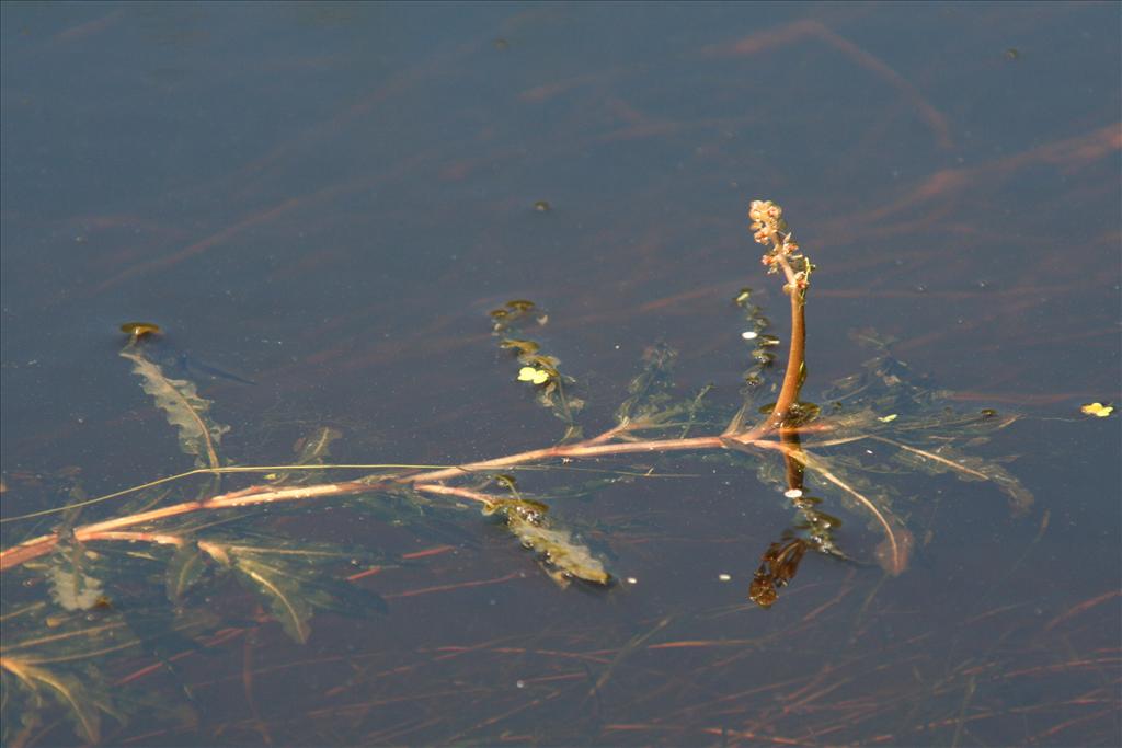 Potamogeton crispus (door Willem Braam)