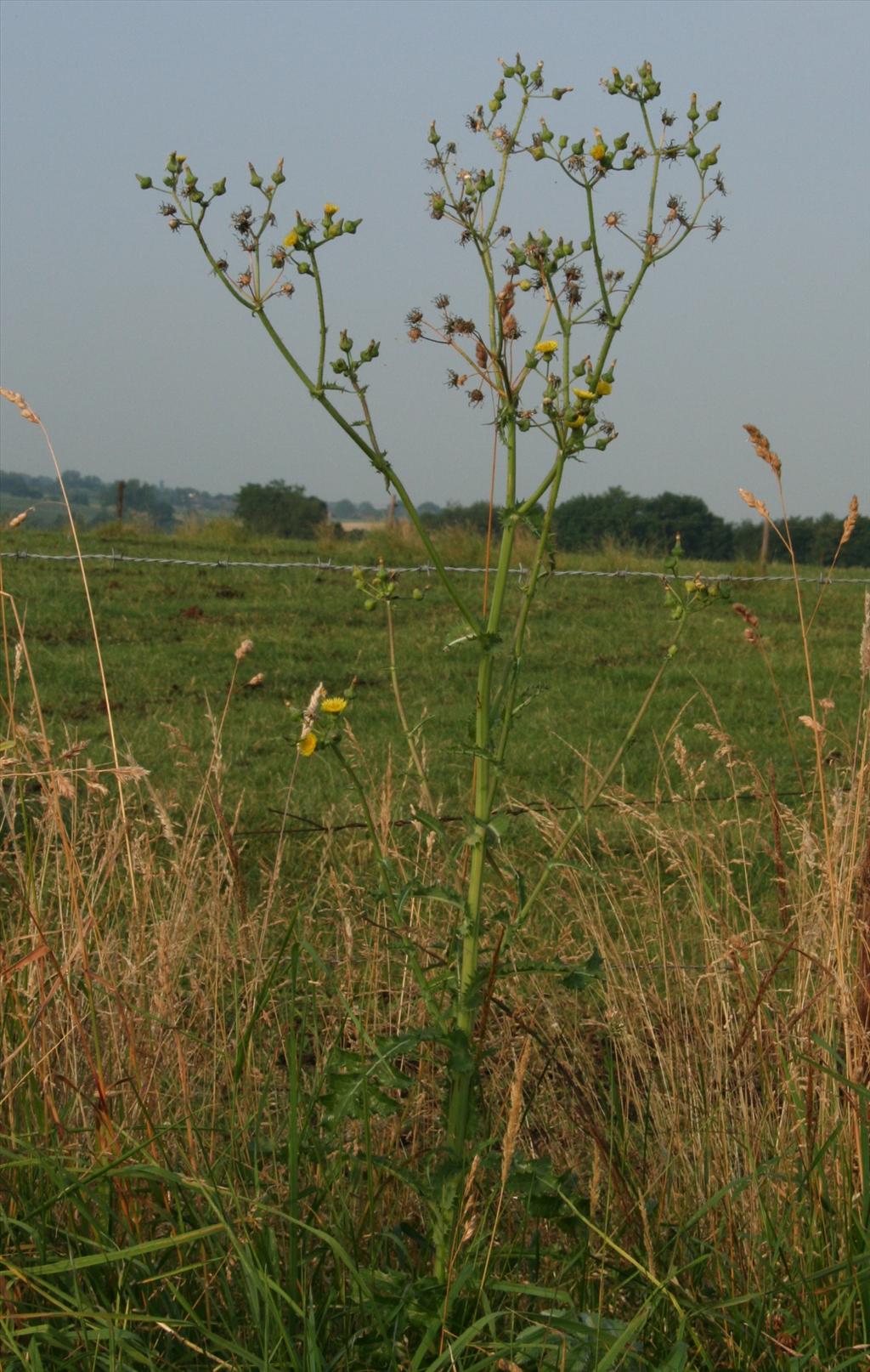 Sonchus asper (door Willem Braam)