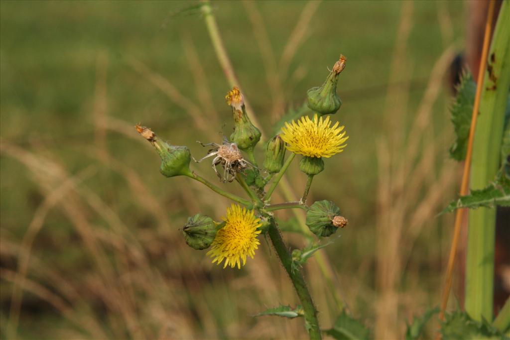 Sonchus asper (door Willem Braam)