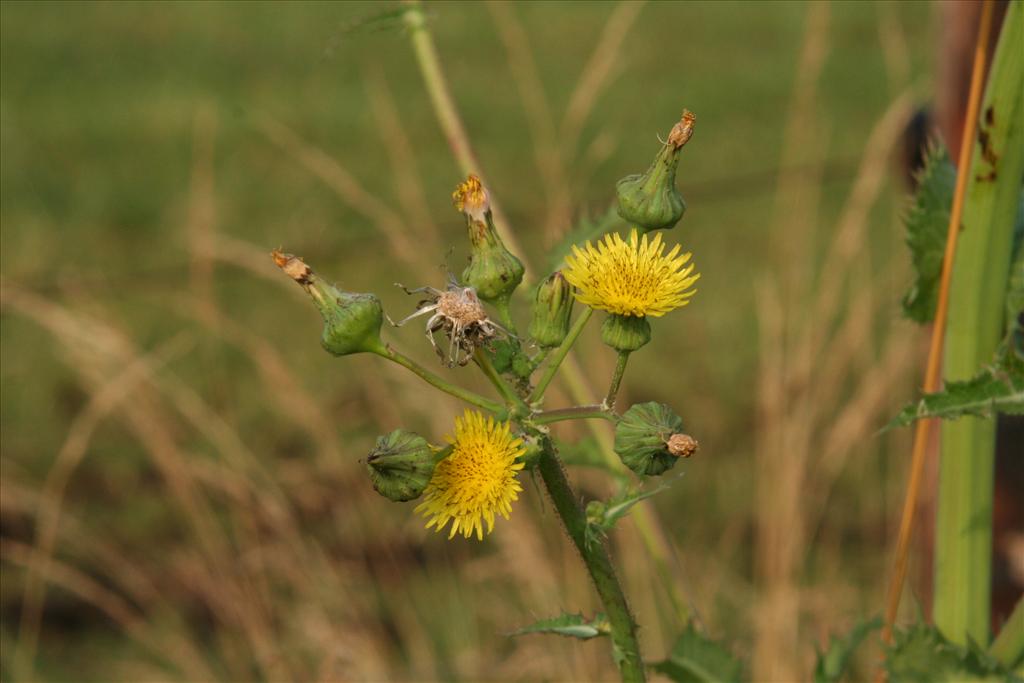 Sonchus asper (door Willem Braam)